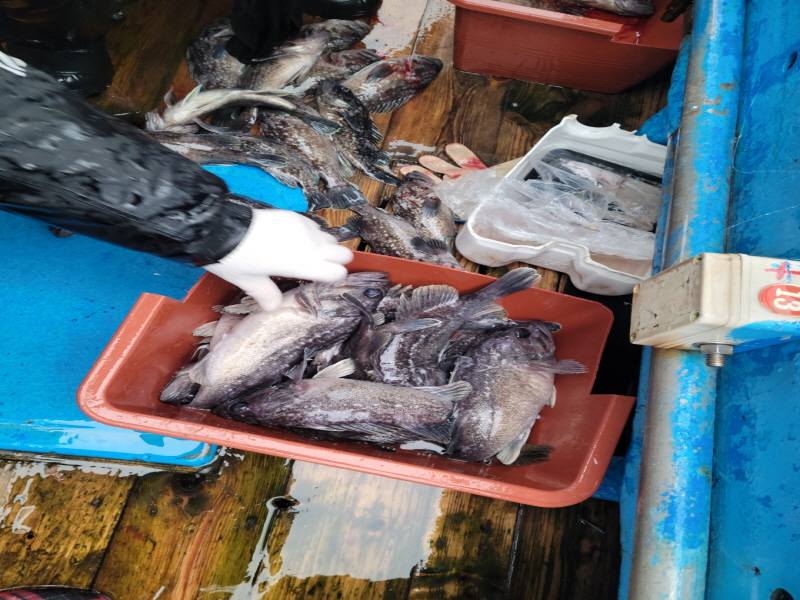 레인져호 조황갤러리입니다.