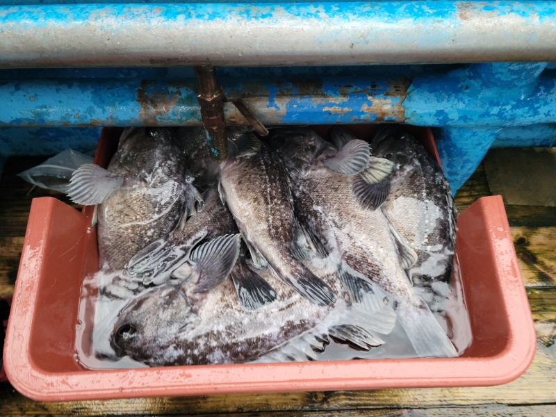 레인져호 조황갤러리입니다.