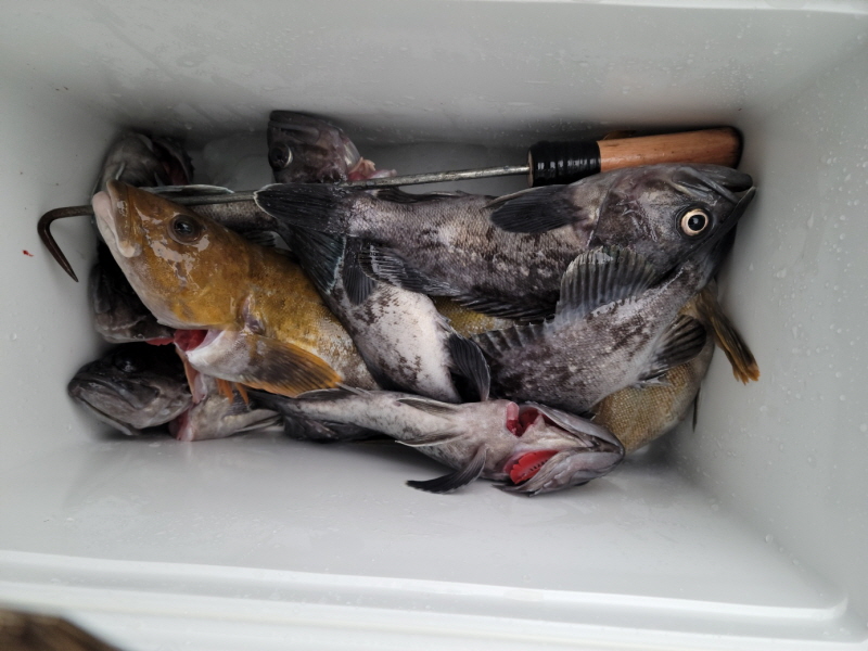 레인져호 조황갤러리입니다.