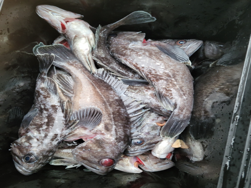 레인져호 조황갤러리입니다.