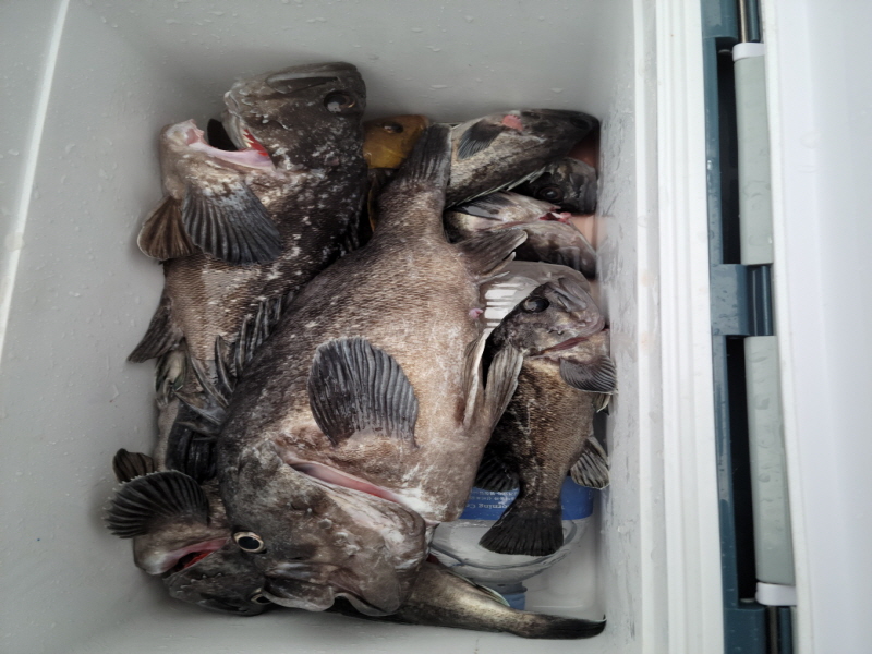 레인져호 조황갤러리입니다.