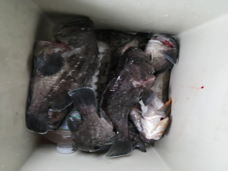 레인져호 조황갤러리입니다.