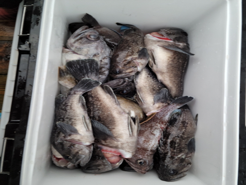 레인져호 조황갤러리입니다.