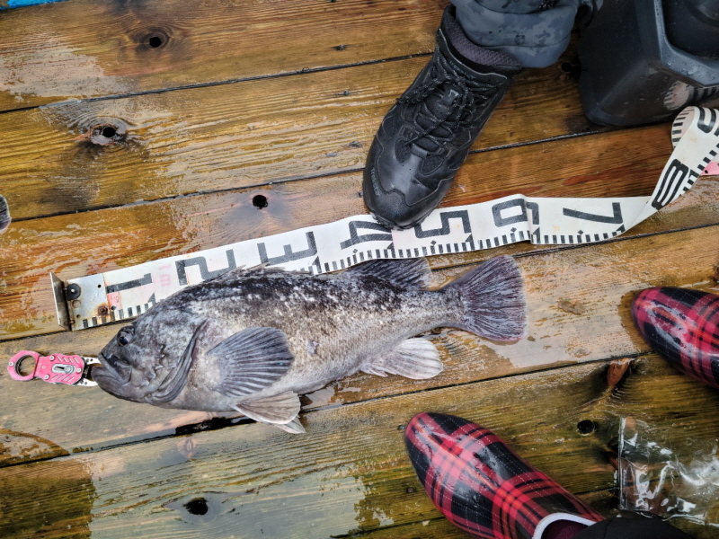 레인져호 조황갤러리입니다.