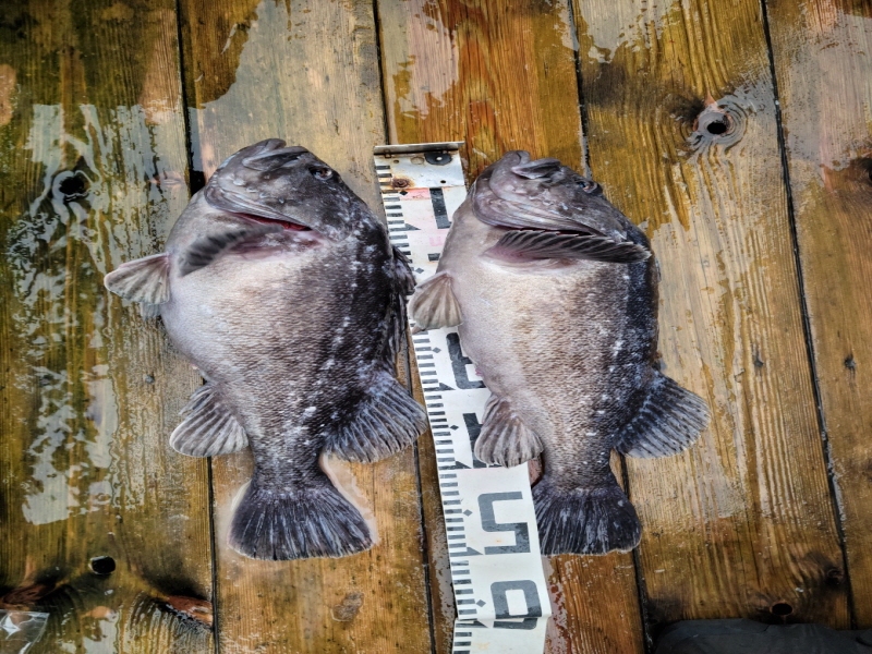 레인져호 조황갤러리입니다.