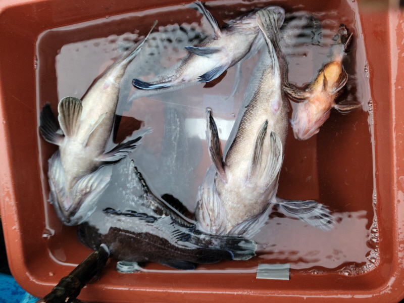 레인져호 조황갤러리입니다.