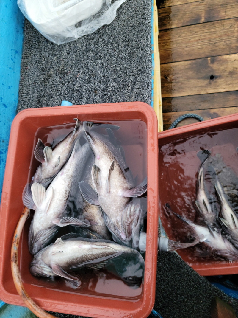 레인져호 조황갤러리입니다.