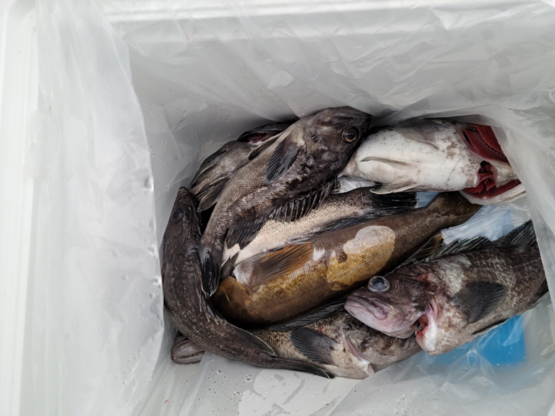 레인져호 조황갤러리입니다.