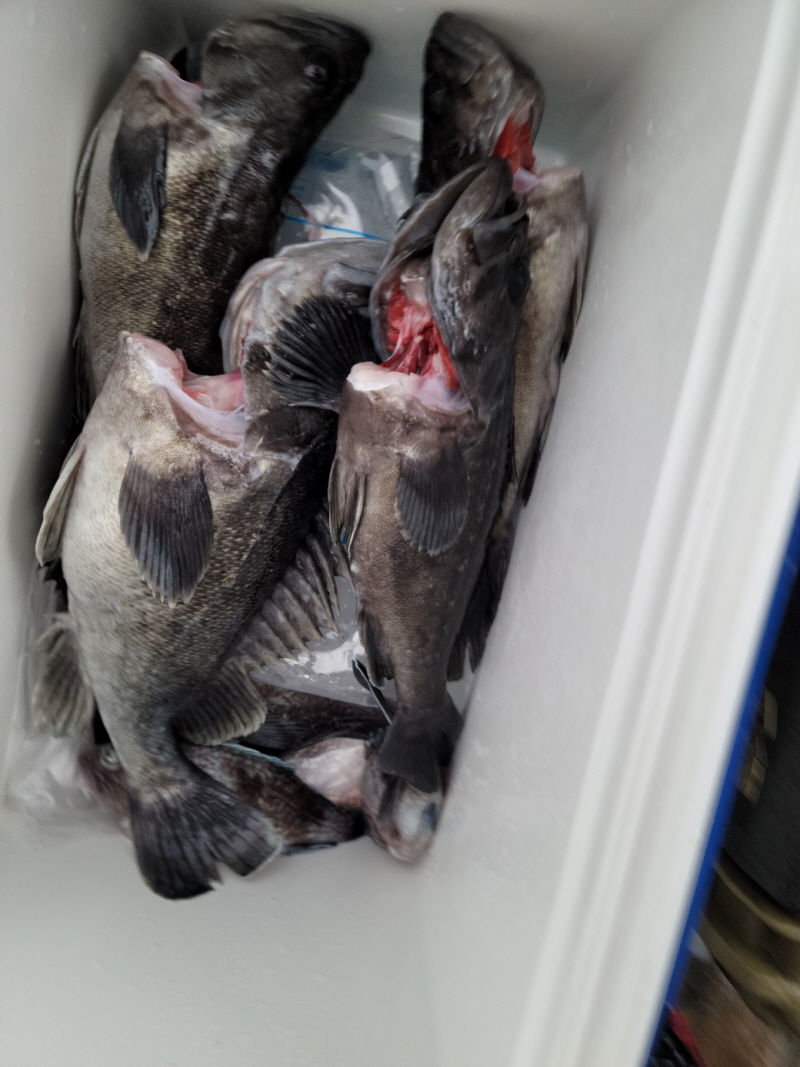 레인져호 조황갤러리입니다.