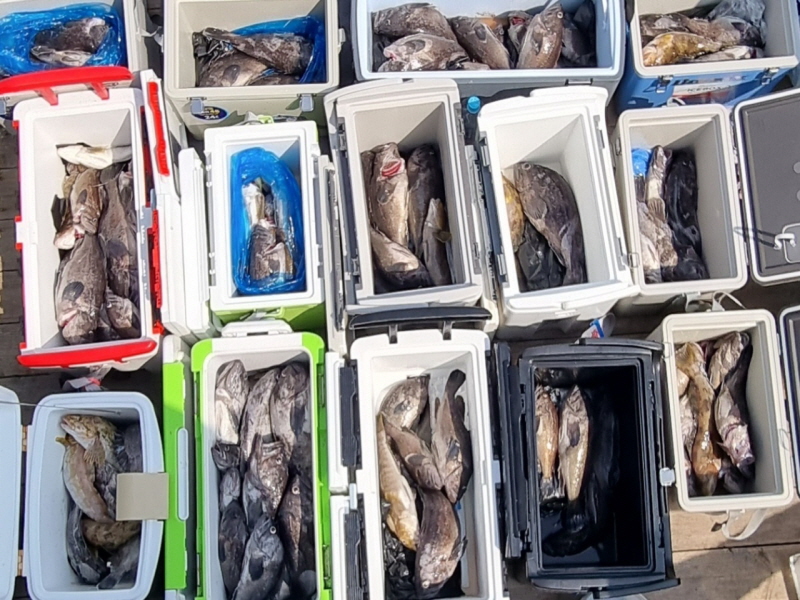 행운호 조황갤러리입니다.