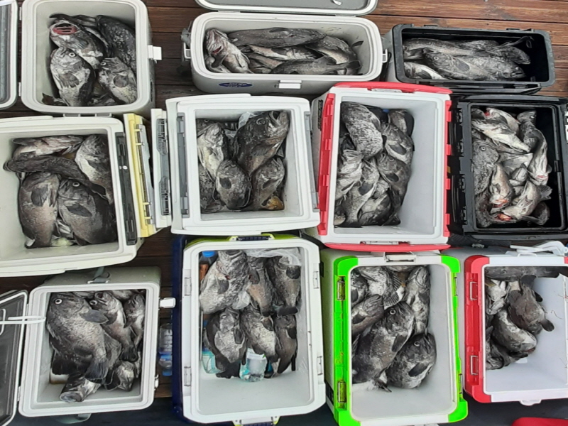 행운호 조황갤러리입니다.