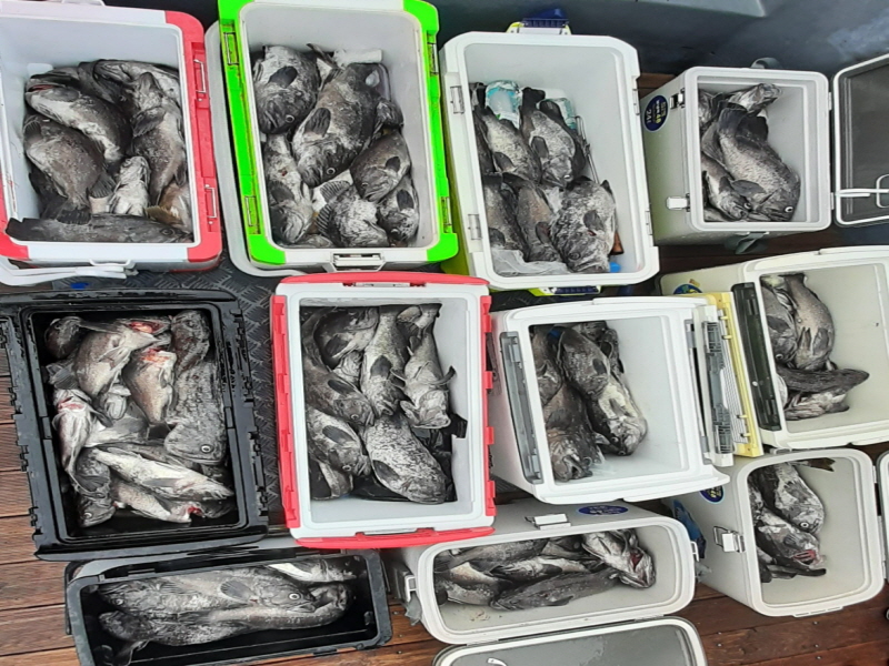 행운호 조황갤러리입니다.