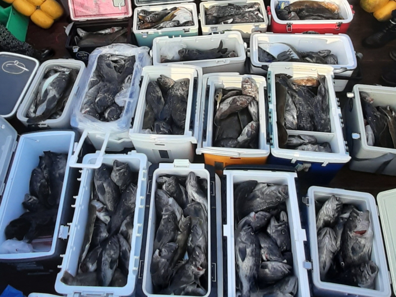 행운호 조황갤러리입니다.