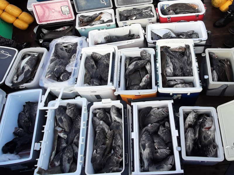 행운호 조황갤러리입니다.