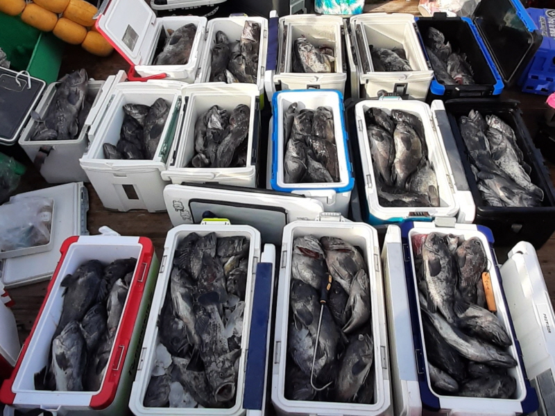 행운호 조황갤러리입니다.