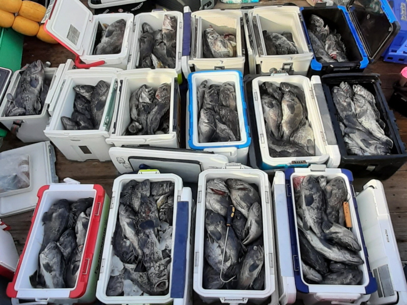 행운호 조황갤러리입니다.