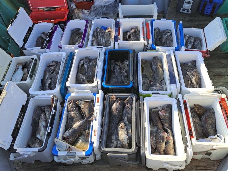 행운호 조황갤러리입니다.