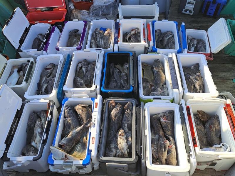 행운호 조황갤러리입니다.