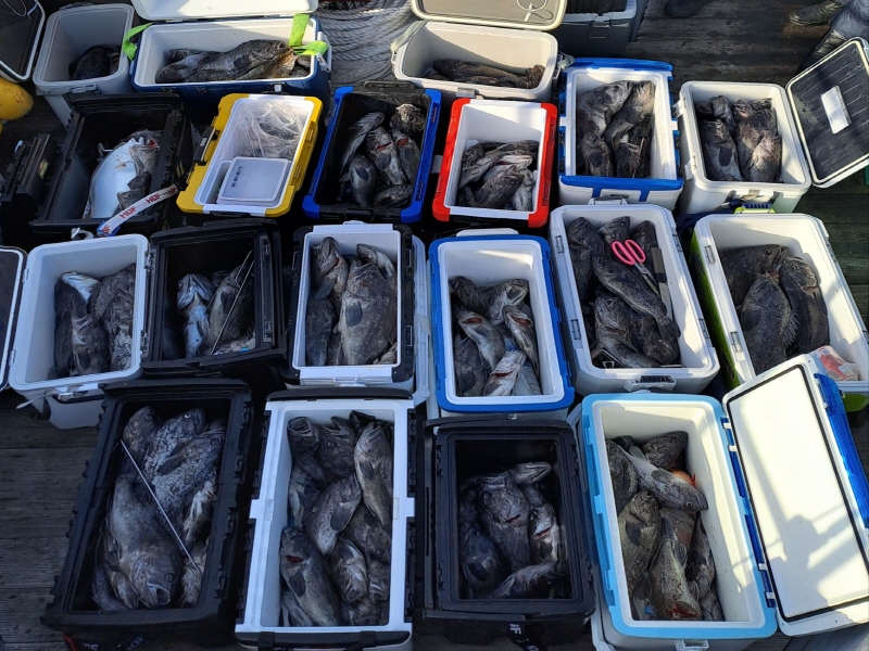 행운호 조황갤러리입니다.