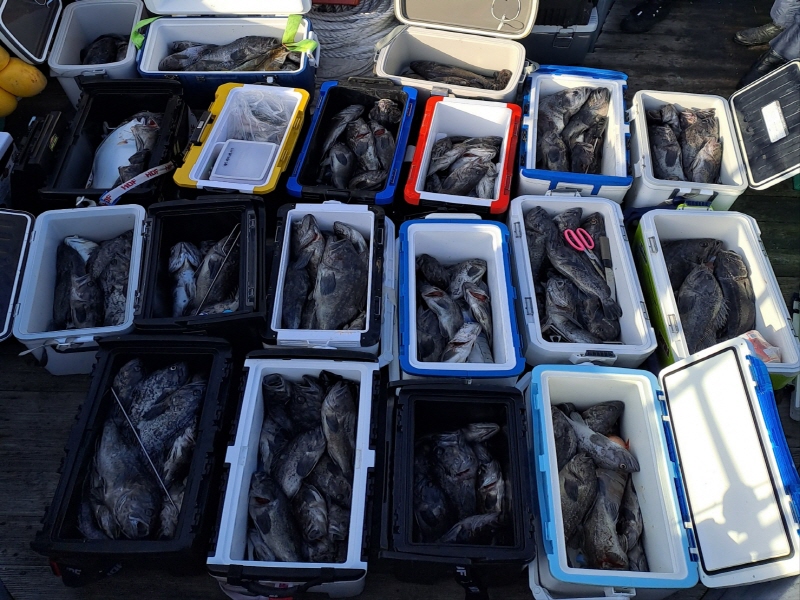 행운호 조황갤러리입니다.