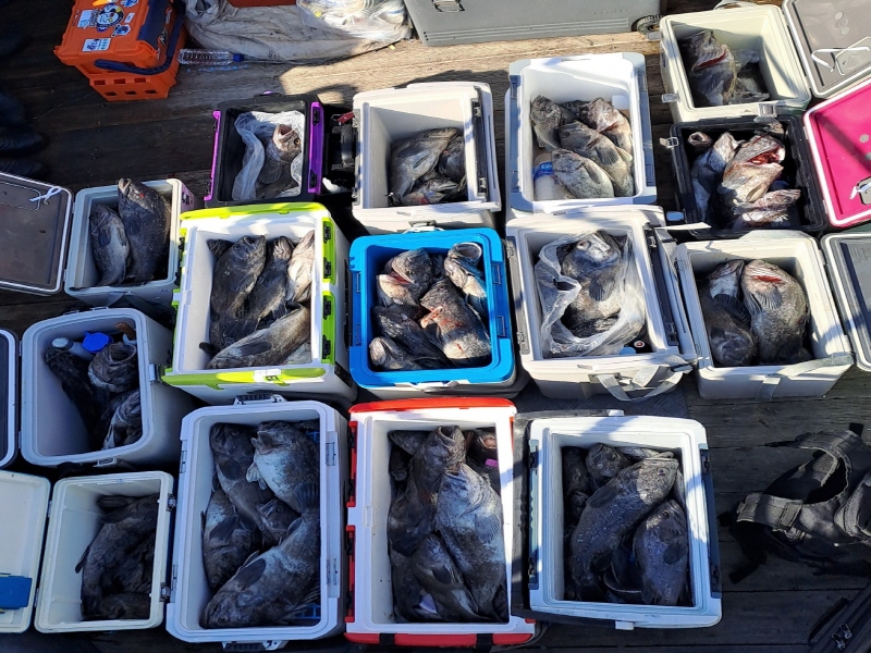 행운호 조황갤러리입니다.