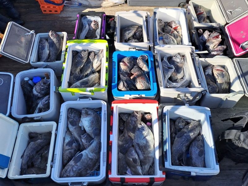 행운호 조황갤러리입니다.