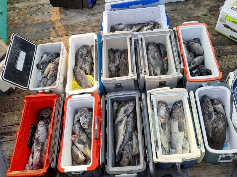 행운호 조황갤러리입니다.