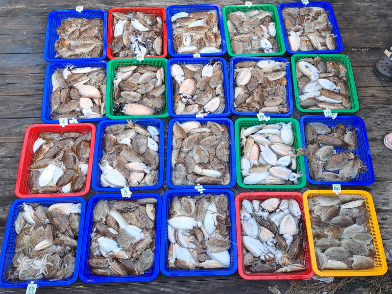 행운호 조황갤러리입니다.