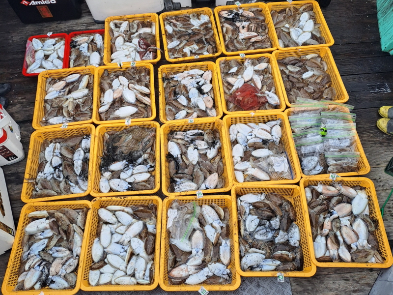 행운호 조황갤러리입니다.