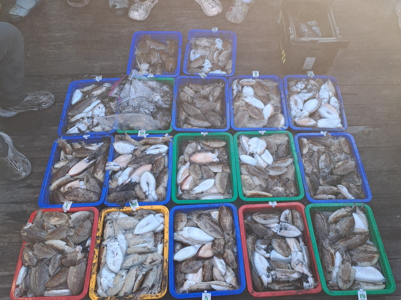 행운호 조황갤러리입니다.