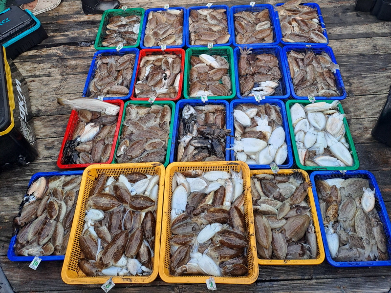 행운호 조황갤러리입니다.