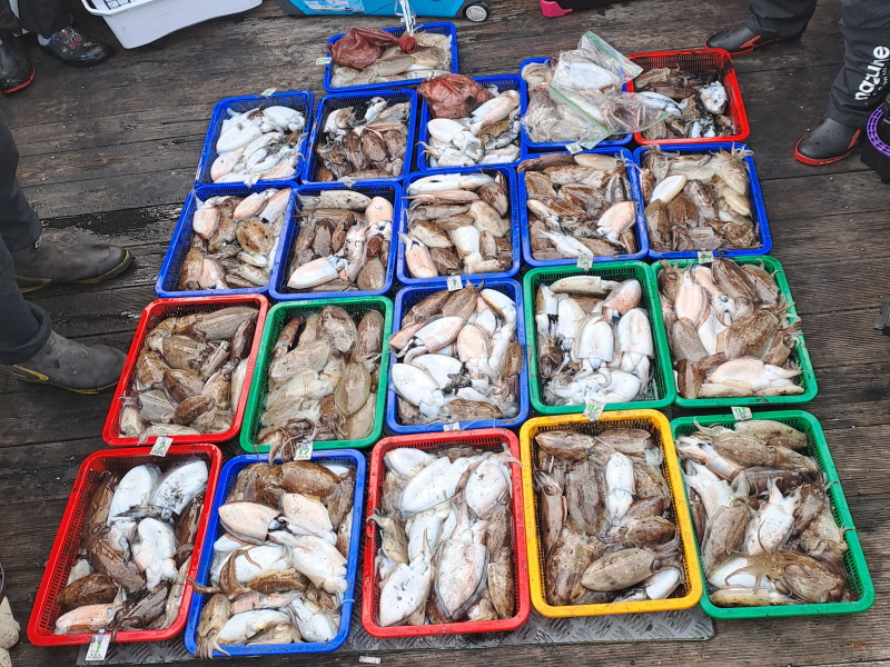 행운호 조황갤러리입니다.