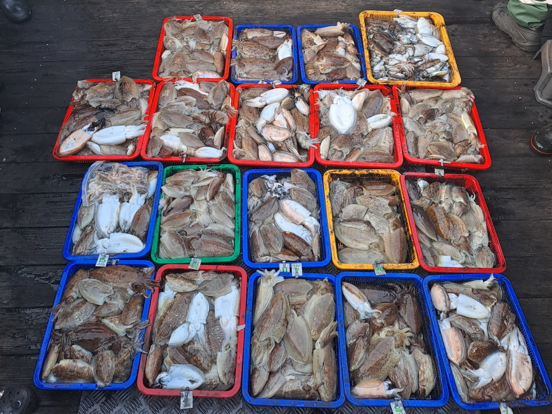 행운호 조황갤러리입니다.