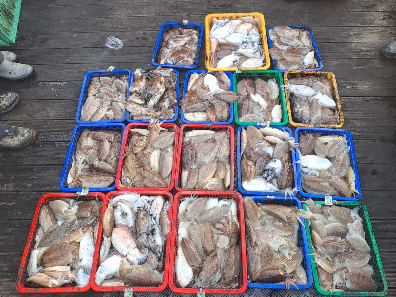 행운호 조황갤러리입니다.