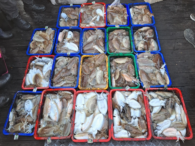 행운호 조황갤러리입니다.