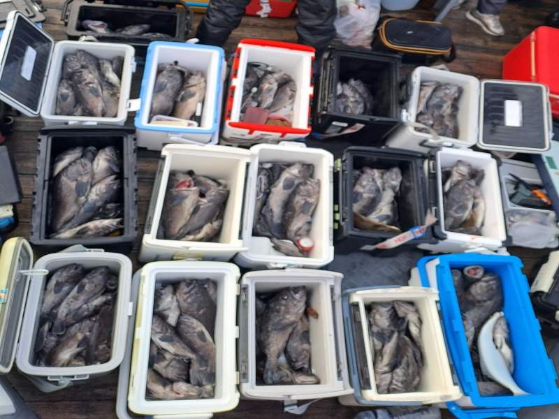 행운호 조황갤러리입니다.