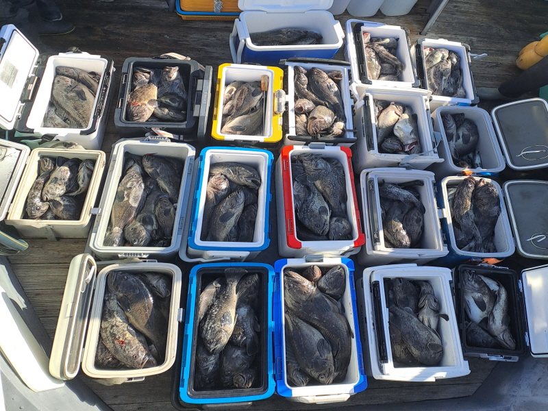 행운호 조황갤러리입니다.