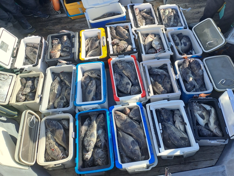 행운호 조황갤러리입니다.