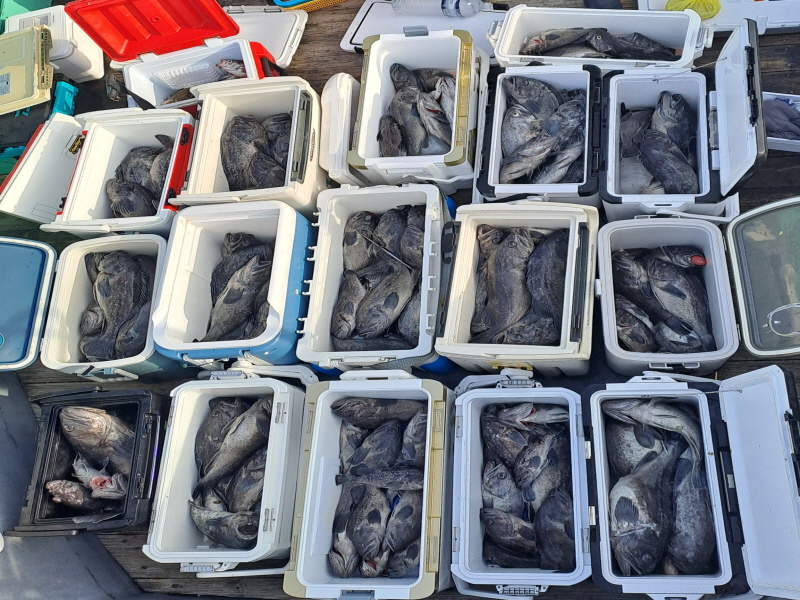 행운호 조황갤러리입니다.