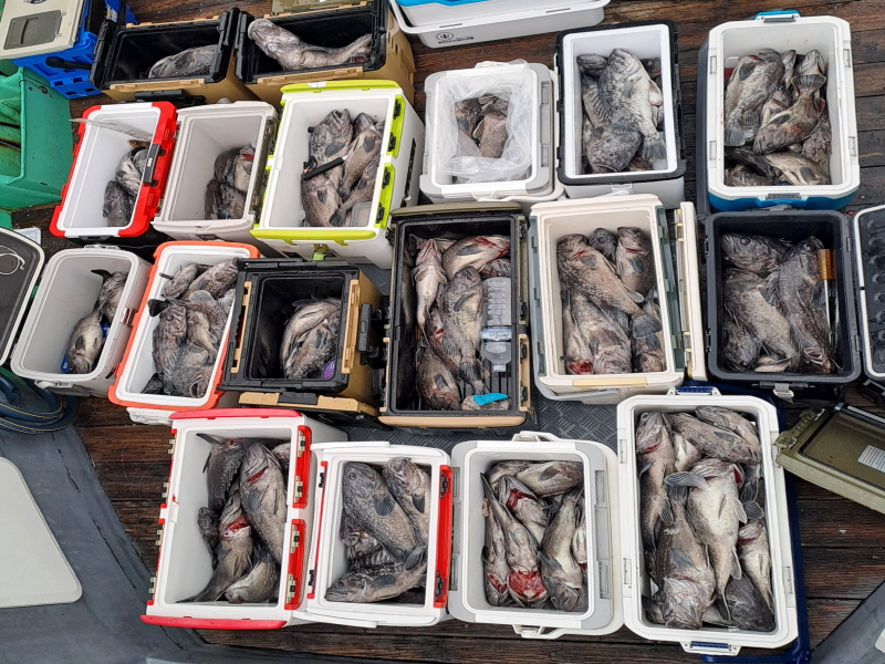 행운호 조황갤러리입니다.