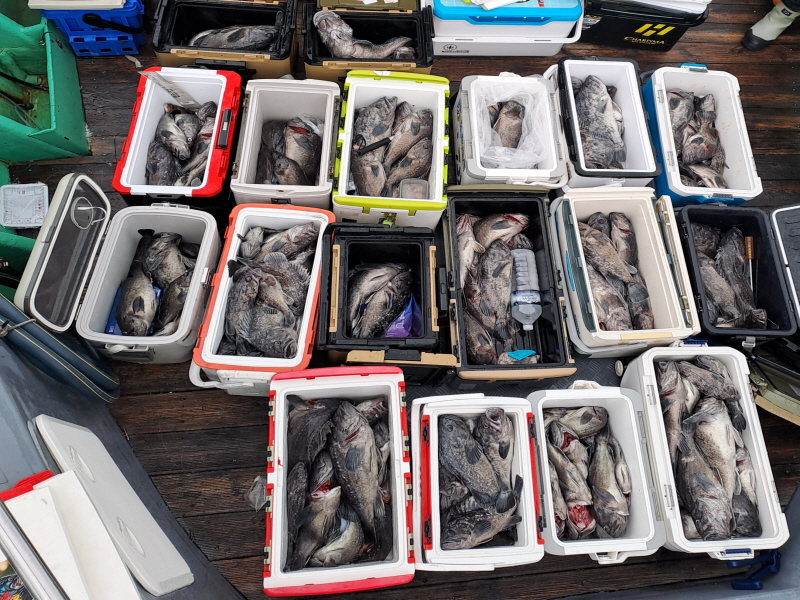 행운호 조황갤러리입니다.