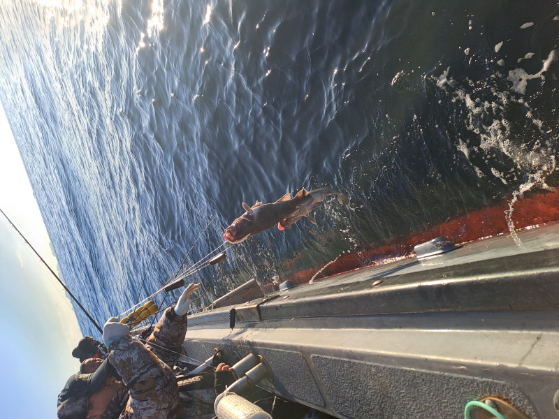 행운호 조황갤러리입니다.