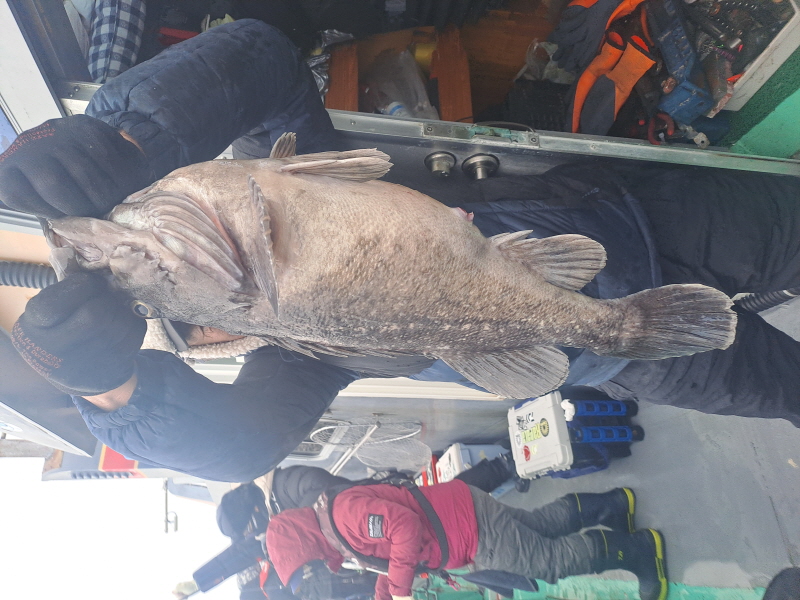 행운호 조황갤러리입니다.