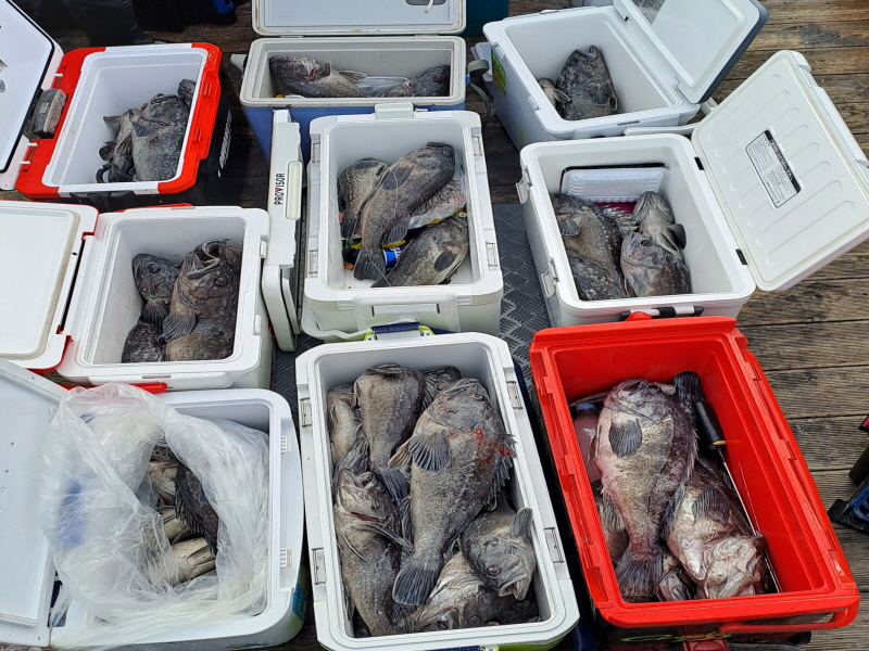 행운호 조황갤러리입니다.