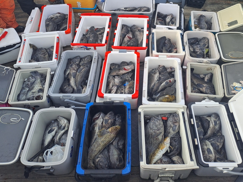 행운호 조황갤러리입니다.