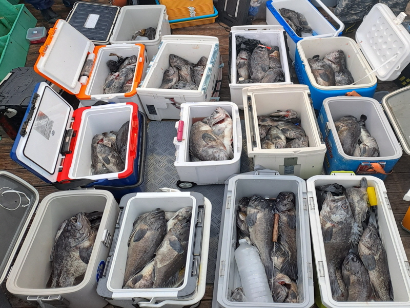 행운호 조황갤러리입니다.