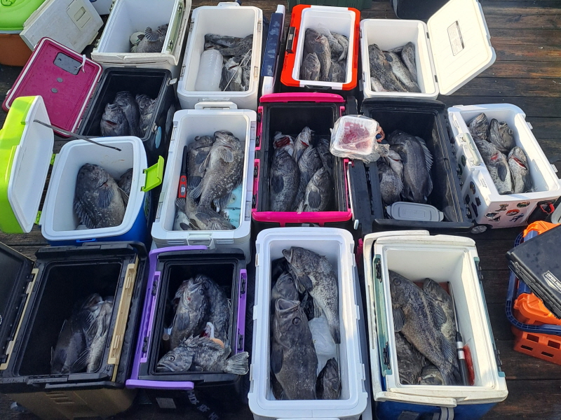 행운호 조황갤러리입니다.