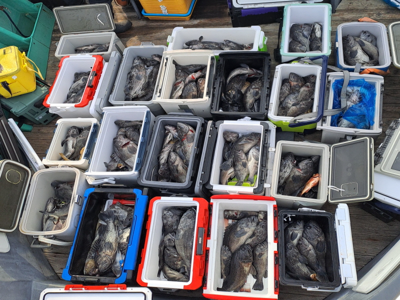 행운호 조황갤러리입니다.