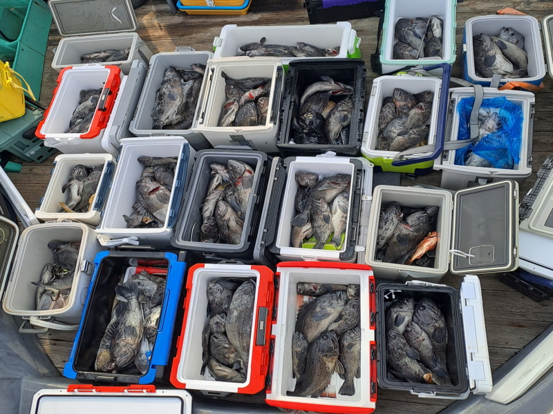 행운호 조황갤러리입니다.