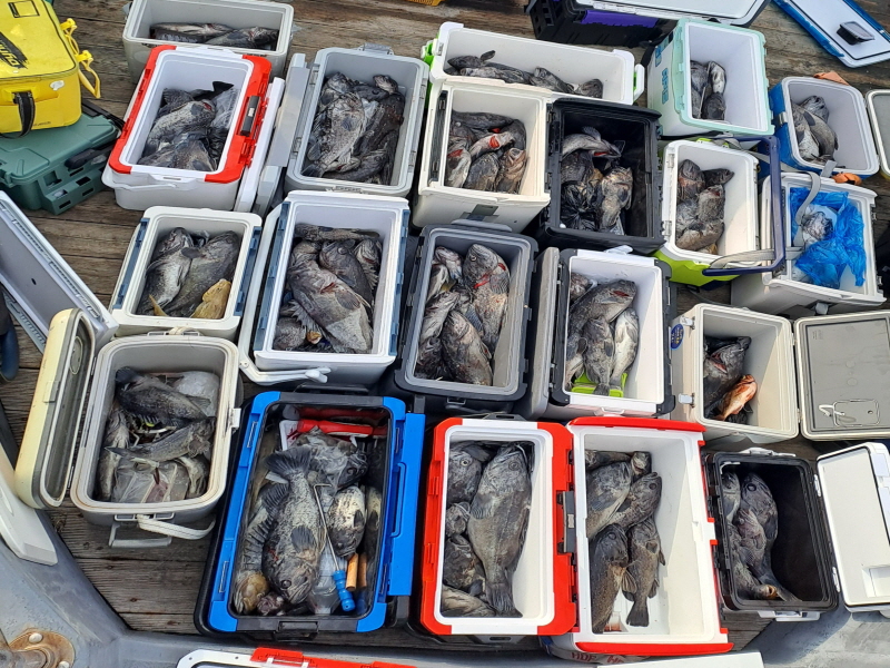 행운호 조황갤러리입니다.